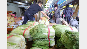 김장철 배추 가격 잡는다…농식품부 “이달 하순 내림세 체감할 것”