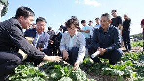 송미령 “배춧값 내림세 전환…월말엔 가격하락 체감”