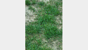 폭염에 다 타버린 잔디…골프장도 기후변화 직격탄 맞았다