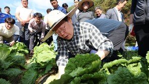 밀짚모자 쓴 이재명, 강원도 고랭지배추밭 찾아 직접 수확