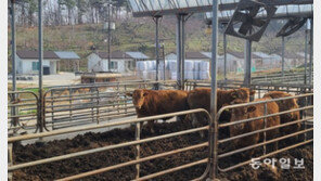 정부, ‘이것’으로 연료 만들어 자동차 110만대 분 온실가스 감축한다 