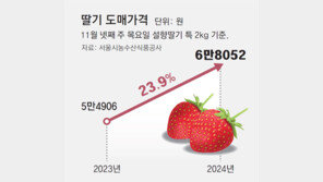 무더위에 1주 늦어진 ‘딸기 시즌’… 물량 적어 가격 올라