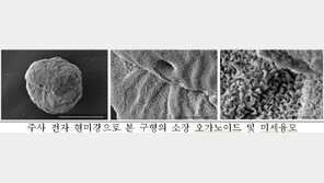 牛 소장 ‘미니 모델’ 구현 성공…곰팡이독성 효과 감소방법 확인