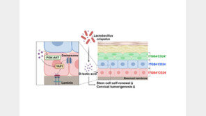 ‘유산균이 자궁경부암 예방’…DGIST·칠곡경북대병원·동국대 연구