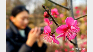 겨울잠 깨고… ‘톡’ 기지개 켜는 매화