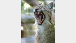 “반려동물을 맹수 사료로 기부하세요” 덴마크 동물원 논란