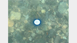 “동해로 휴가 가신분 조심하세요”…해수욕장에 등장한 ‘이것’