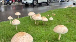 괴물폭우 그치자 도심에 대형 버섯이…대만 기현상, 정체는?