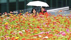 입추 앞두고 핀 형형색색의 백일홍