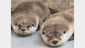 멸종위기 유라시아수달, 어린이대공원서 쌍둥이 탄생