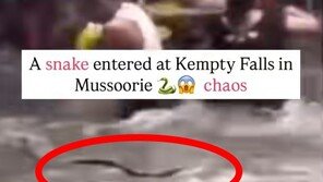 물놀이객들 사이로 뱀 한마리가 구불구불… 혼비백산