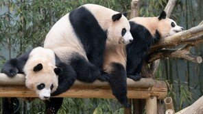 “엄마 감사합니다” 에버랜드 쌍둥이 판다, 홀로서기 나선다