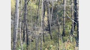 “불탄 나무 같지만 싹 틔워… 산불 피해 숲, 다 베어낼 필요 없어요”