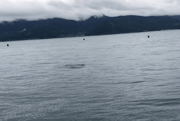 해수욕객 53명 문 ‘악명 높은 돌고래’…日 후쿠이서 사체 발견