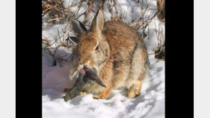 얼굴에 검은 뿔 가득 ‘좀비 토끼’에 美 깜짝…“괴물 아니라 병”