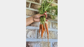 [고양이 눈]“우리가 자랐어요!”