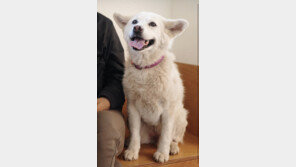 이효리, ‘암 투병’ 반려견 떠나보냈다