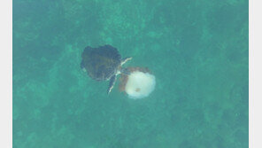 “해파리 냠냠” 산란기 맞은 푸른바다거북, 제주 앞바다서 출몰