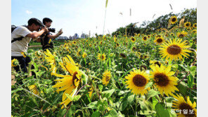 ‘처서 매직’도 옛말… 주말 36도 찜통
