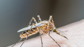 유럽, 모기 창궐에 신음 …“모기 매개 질환 역대 최대 규모”