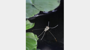 소금쟁이처럼…물 위 걷는 초소형 로봇 개발