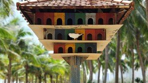 [고양이 눈]“새집 구하기”