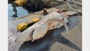 부산 앞바다서 길이 3m 상어 사체 발견