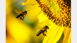 “카드로 침 제거해도 될까?”…벌에 쏘였을 때 알아야 할 응급처치