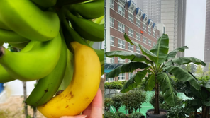 “한국에선 안 된다더니”…고등학교 화단서 바나나 열린 사연