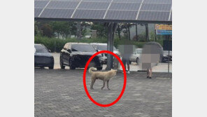 명절 끝나면 또 버려진다…휴게소에 남겨진 반려견들의 비극