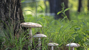 완주서 산에서 딴 버섯 먹고 4명 구토·통증…병원 이송