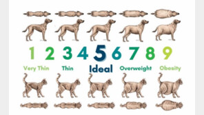 우리 강아지 비만일까? 갈비뼈, 배 모양으로 측정 가능