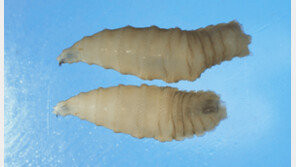 ‘살 파먹는 구더기’ 美 접경지 멕시코서도 확인