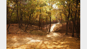 조선왕릉 숲길 9곳 내달까지 개방… 18~26일 능행 재현-왕릉음악회 열어