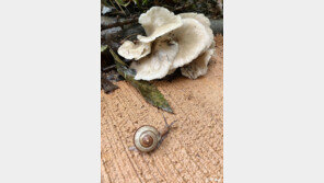 [고양이 눈]‘와이도(蝸茸圖)’