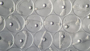 “급한대로 연구실에서” 제주 광어 수정란 수급난 해소