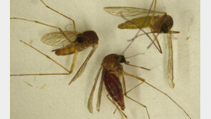 도심 가을밤, 일본뇌염 모기 득실…치명률 최대 30%