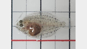 연구소 수정란 풀어 광어 치어 수급 해소