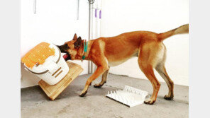 사람에게 ‘게임 중독’ 있다면 개에게는 ‘장난감 중독’ 있다