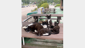 [고양이 눈]생활의 지혜