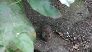 폭염·폭우가 ‘쥐 출몰’ 불렀다…서울시 민원 갈수록 증가