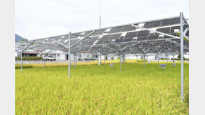 [단독]野 “李정부 적극추진 영농형 태양광에 벼 수확 최대 71% 감소”