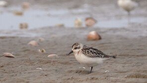 울산 솔개공원, ‘희귀조류 휴게소’ 됐다
