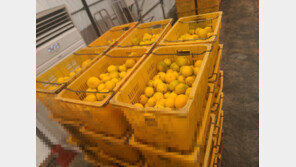 非상품에 강제 착색까지… “제주 감귤 이미지를 지켜라”