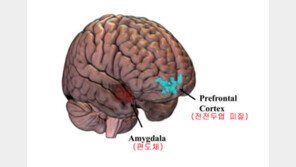 성폭력 피해자는 뇌 회로 손상…“공포 증폭되고 감정조절 안돼”