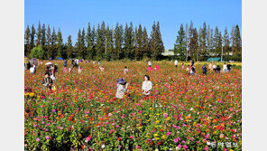 “여기 보세요∼ 찰칵”… 1000만 송이 국화밭서 인생샷