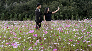 청도 코스모스밭 사이에서 찰칵∼