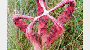 “혹시 외계인 손?”…영국서 발견된 희귀 버섯 ‘깜짝’