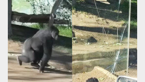 관람객에 달려든 동물원 고릴라…3겹 강화유리 ‘우지직’ (영상)