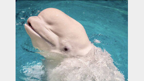 “中에 안 보내주면 벨루가 30마리 안락사 시키겠다”…파산 동물원 협박